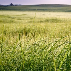 Teff grass for horses – the low-sugar, low-fructan forage grass