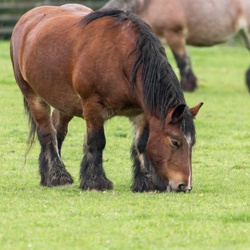 Das Equine Metabolische Syndrom – Hilfe, mein Pferd ist zu dick!?