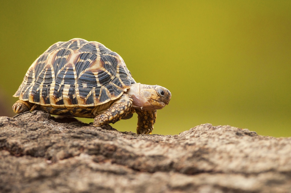 Schildkröten - Schnabelveränderungen