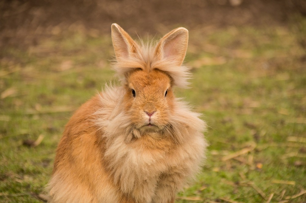 Kaninchen tragen zweimal jährlich neuen Pelz!