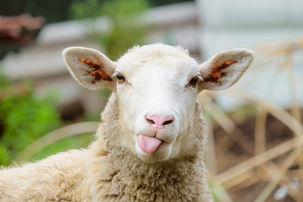 Futtertipps für Schafe und Ziegen