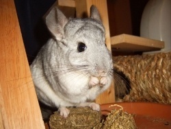 Complete Chinchilla & Degu