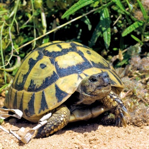 Landschildkröten und Reptilien