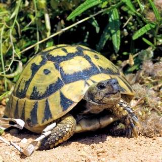 Tortoises & Reptiles