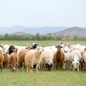 Schapen en geiten