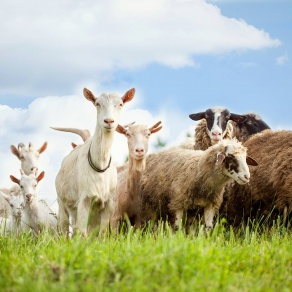 Schafe & Ziegen