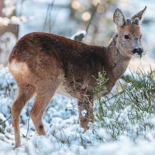 Rinder, Wild und Zootiere