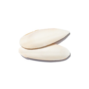 Agrobs Sepiaschalen für Landschildkröten