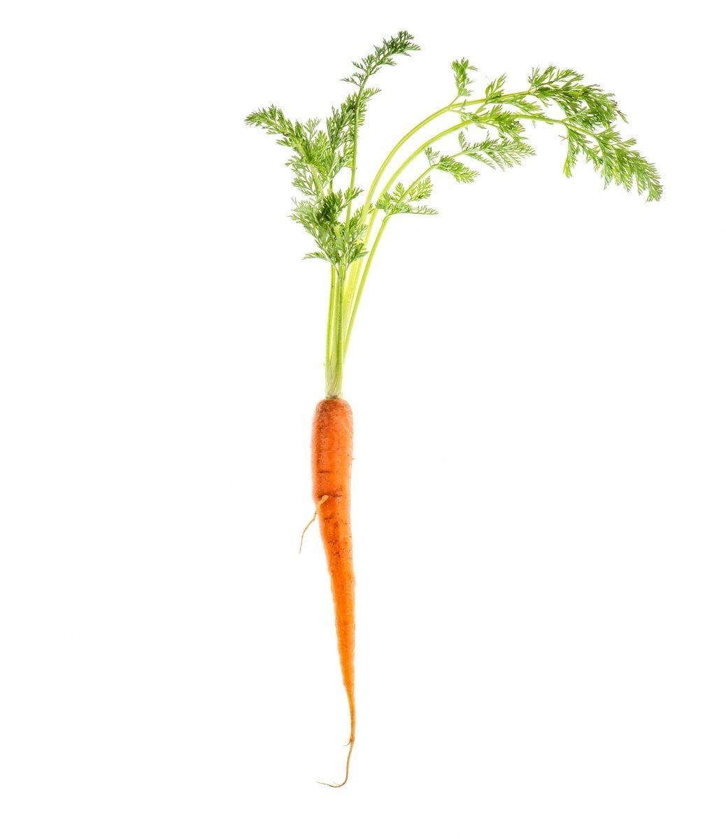 Karotten enthalten viele Vitamine