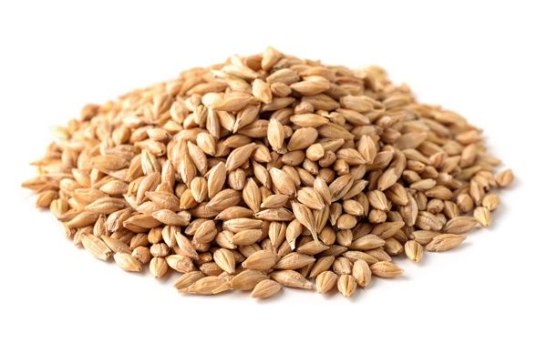 Barley in horse feed