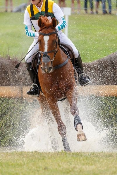 Eine Fütterung von Hafer kann für Sportpferde sinnvoll sein