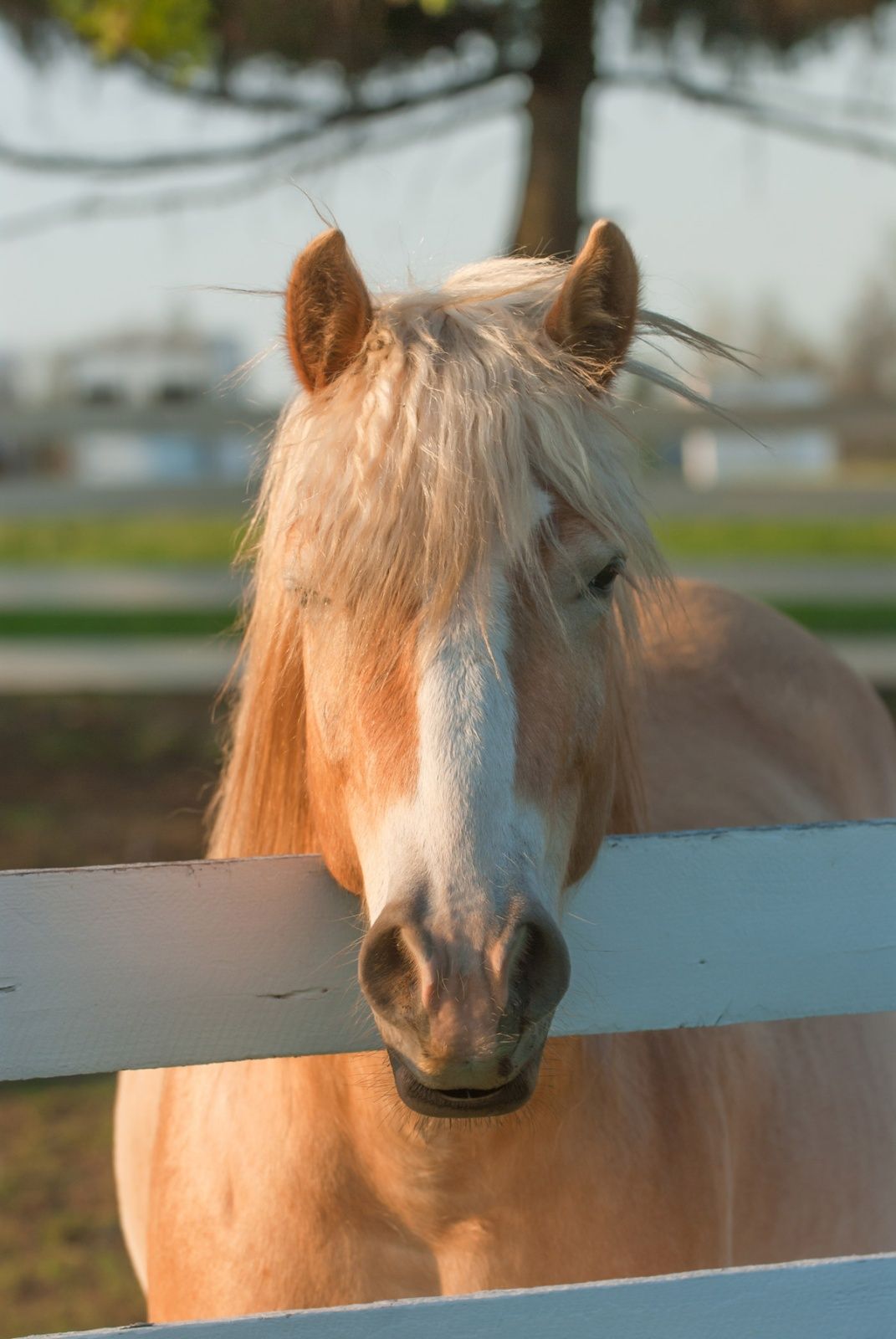 Haflinger with a broad blaze stands next to a pasture fence.
