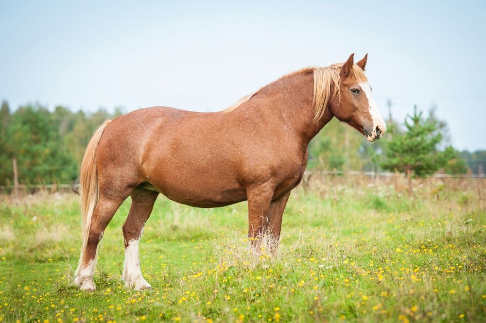 Protein feeding for horses with overweight