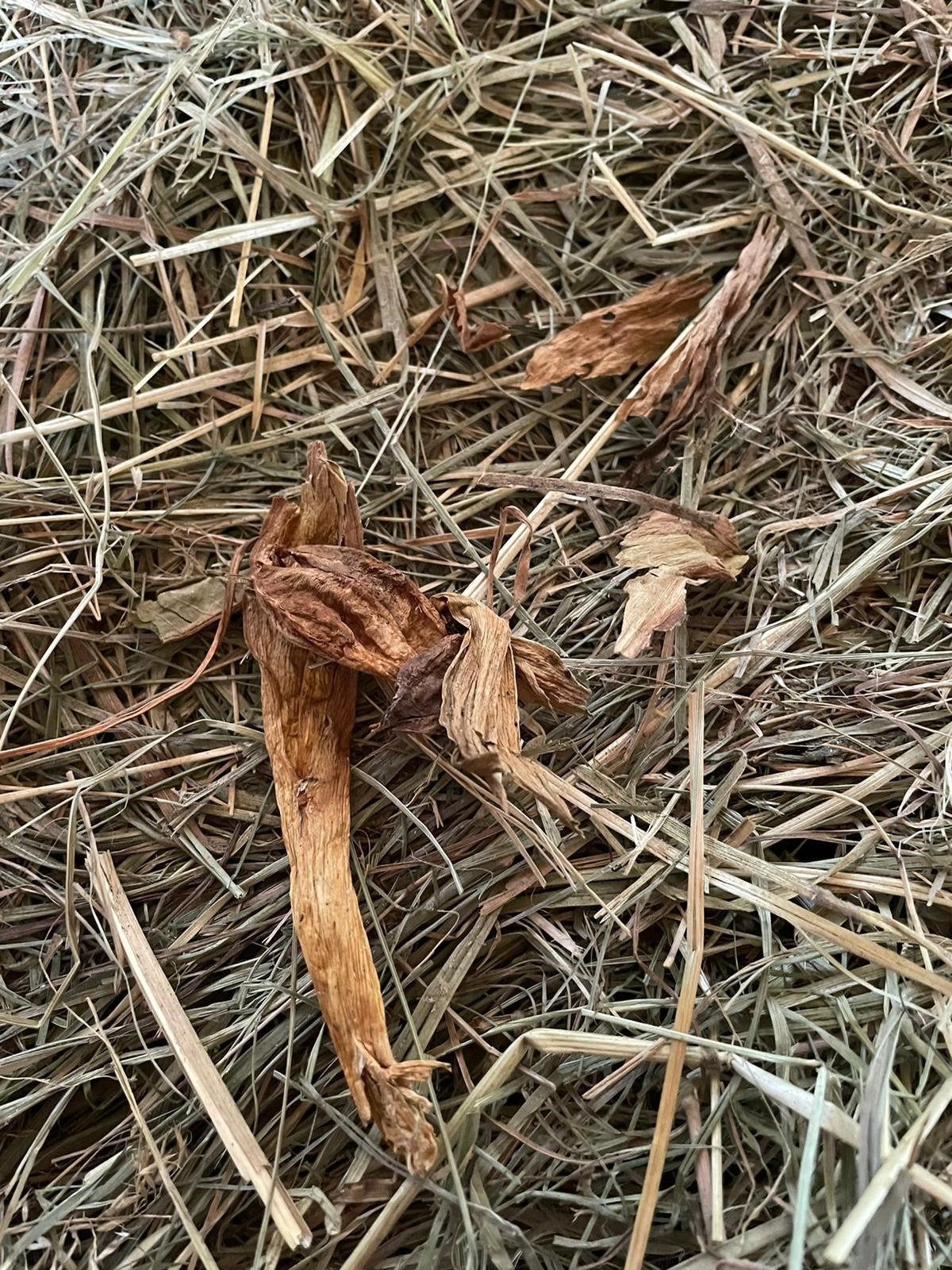 meadow saffron dried in hay