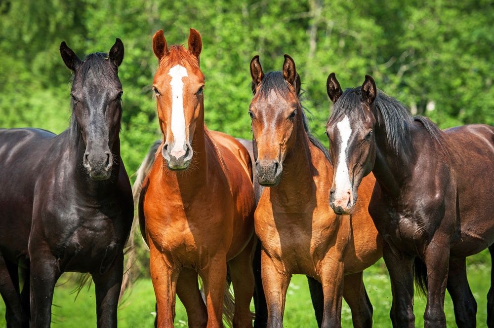 Protein feeding for young horses